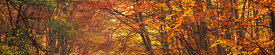 seasonal products autumn banner
