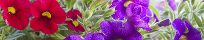 seasonal products spring banner
